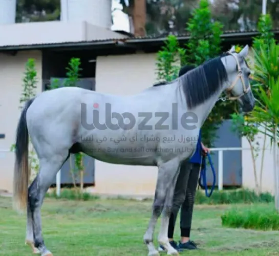 حصان انتاج محلي