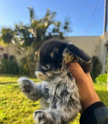 أرانب ميني لوب