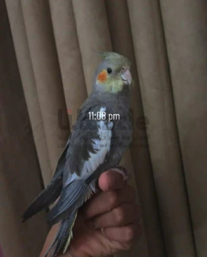 انثي كوكتيل