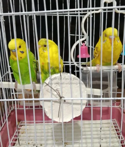 عصافير بقالينو