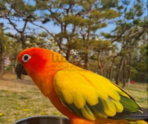 ببغاء صن كنيور