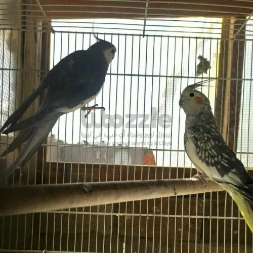 كوبيه كوكتيل