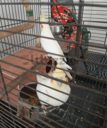 زوز انات كوكتيل