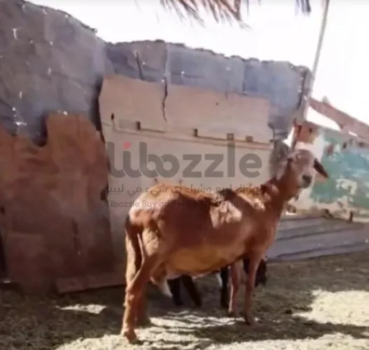 نعجه متاومه