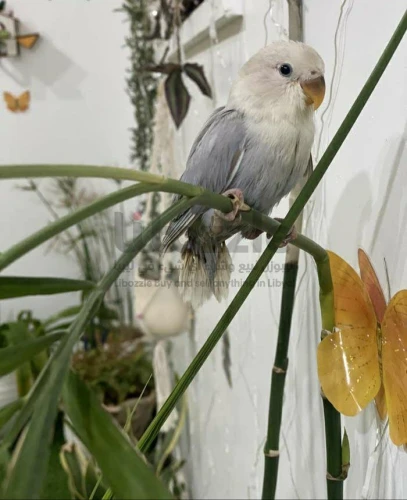 ذكر بركديلو