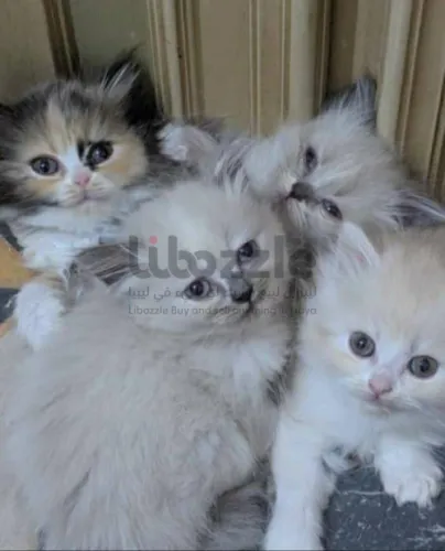 قطط شيرازي