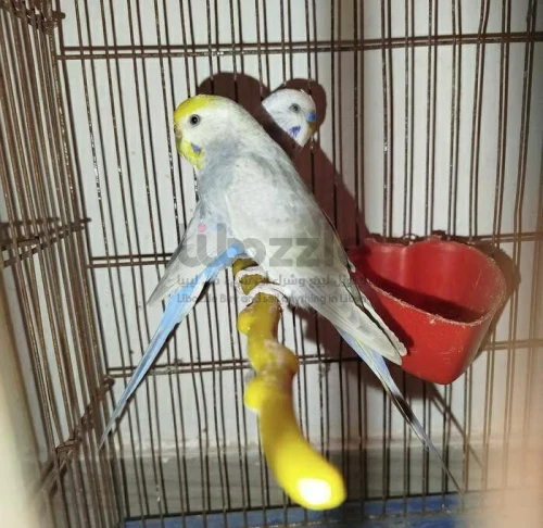 كوبيه رينبو