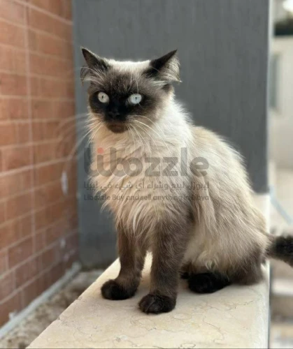 أنثي همالايا