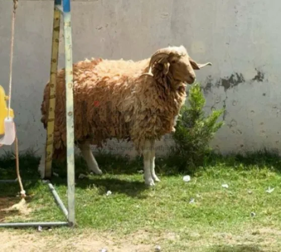 للبيع