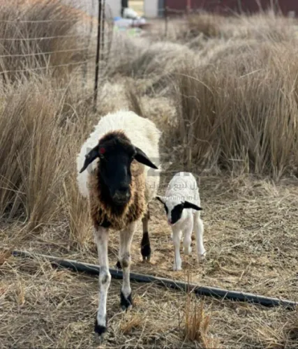 نعجه وطنيه سنها تاني جمع