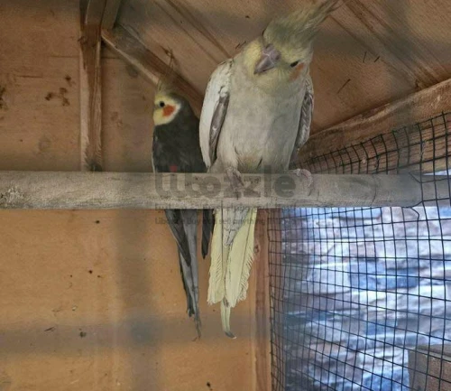 كوبيه كوكتيل