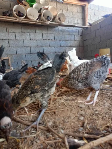 دجاج عربي