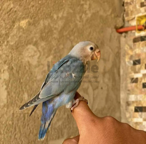 بركديلو مروض