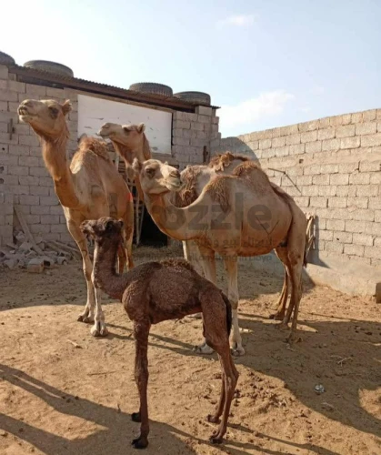 5 نياق