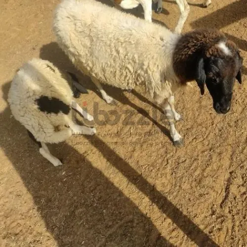 نعجه تحتها حولي عمره شهرين