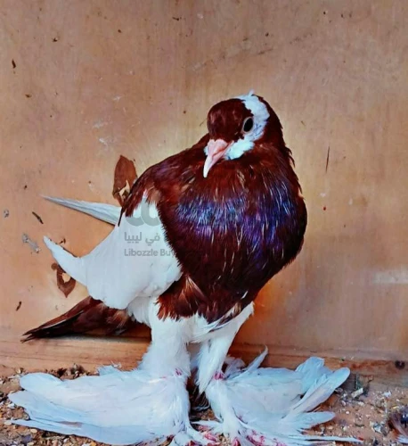 كوبيه حمام تشيكي