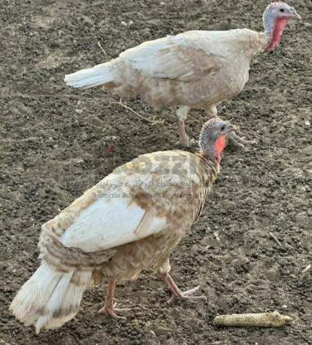 2 دجاجات ديك رومي
