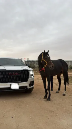 GMC DENALI
