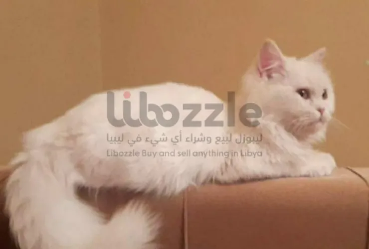 انثي شيرازي