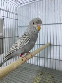وائل السعداوي