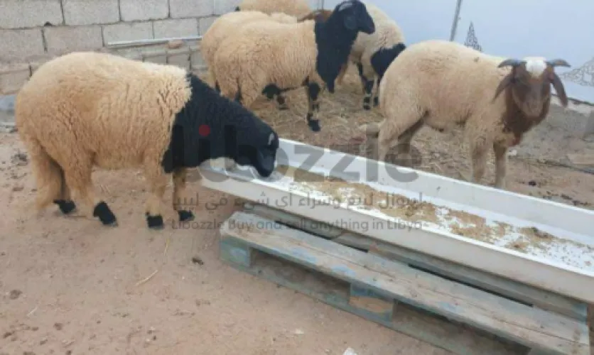 للبيع