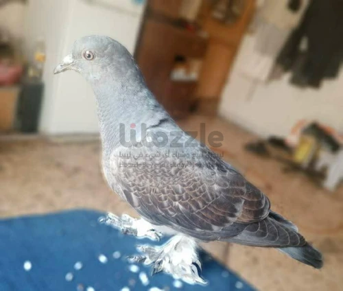 أنثي الكله