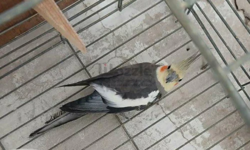 أنتايه كوكتيل