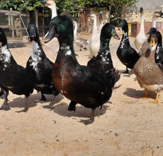 بط زينه منتجه
