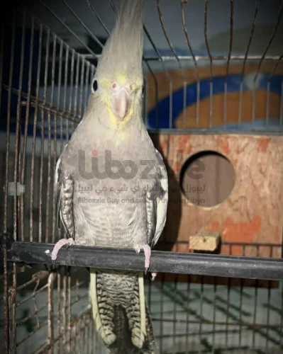 انتايه كوكتيل