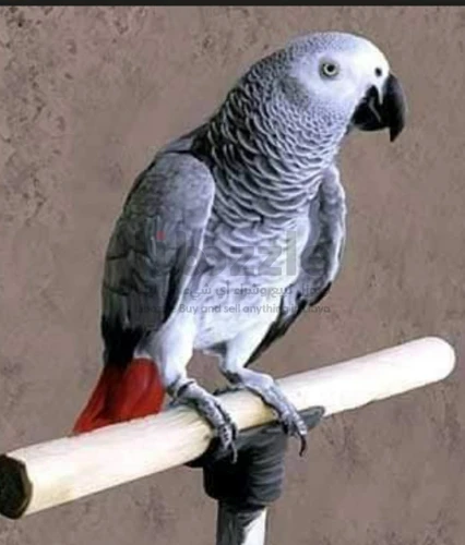 ببغاء زنجباري