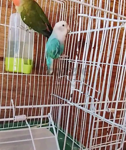 كوبيه بركديلو
