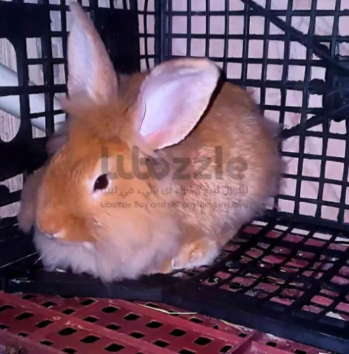 كوبيه أرانب راس الأسد