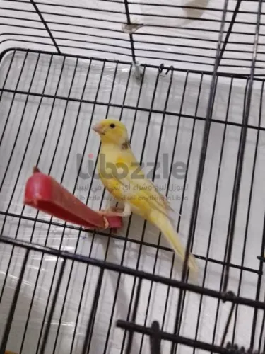 زوز كناري ذكوره