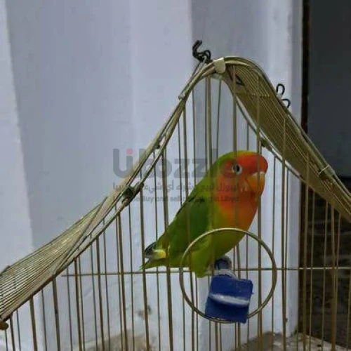 ذكر بركديلو