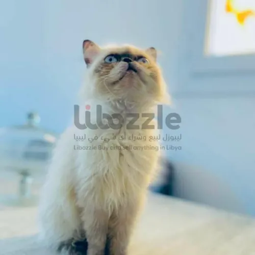 أنثي همالايا