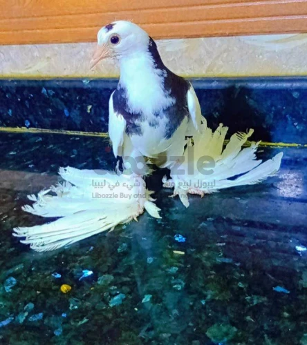 طرفين شقلاب