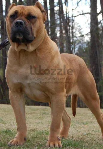 ذكر بريسا كناريو