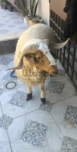 للبيع