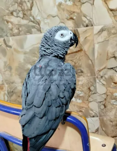 ببغاء زنجباري