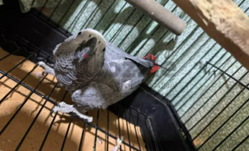 ببغاء زنجباري