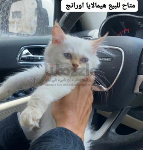قط همالايا