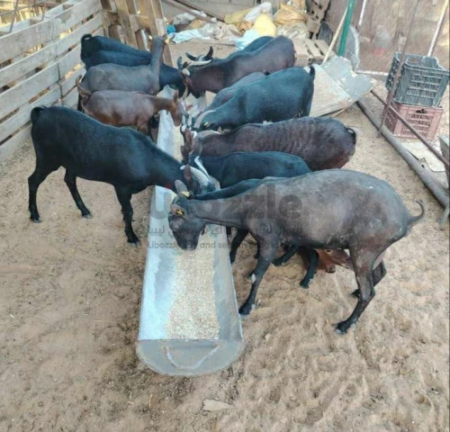 معيز  مورسيانو