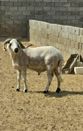 للبيع