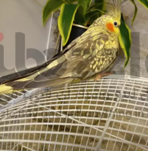 كوكتيل مروض