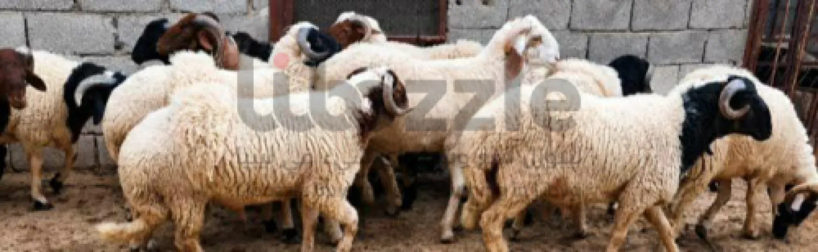 أضاحي العيد