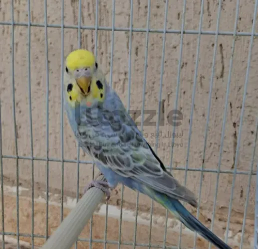 أنتايه جولدن