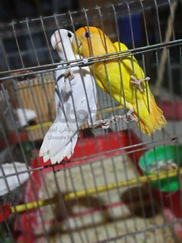 كوبيه بركديلو