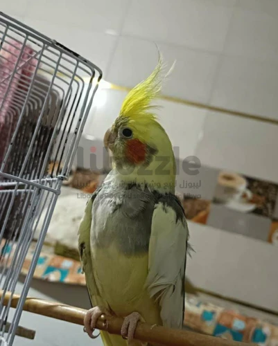 ذكر كوكتيل