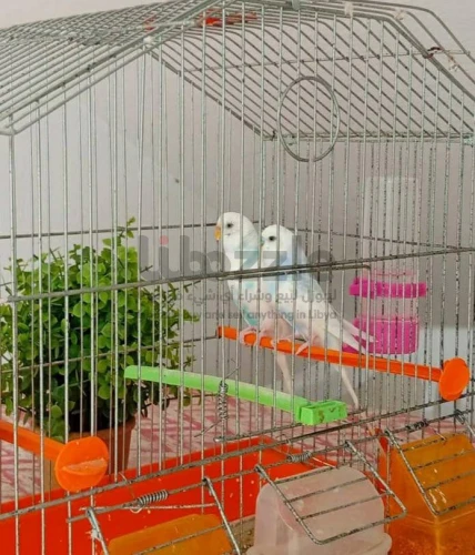 كوبيه بقالينو