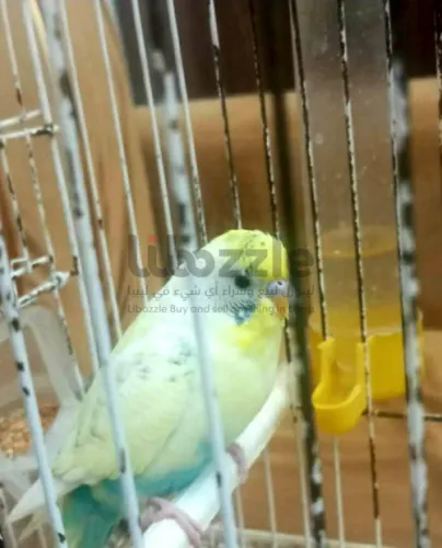 بادجي استرالي